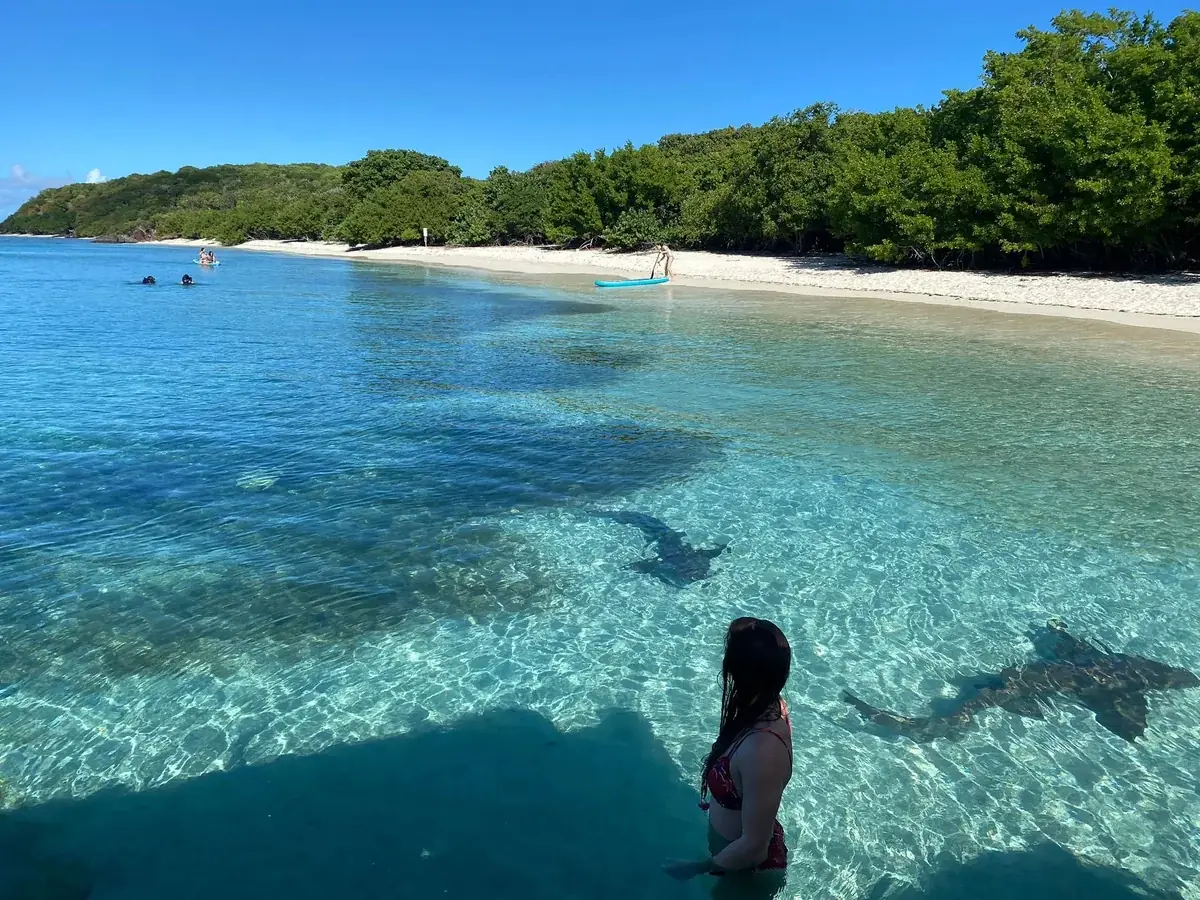 Swimmer in the clear shallow water of Playa Tortuga on Culebrita, with sea turtles feeding over the reef and white sand behind