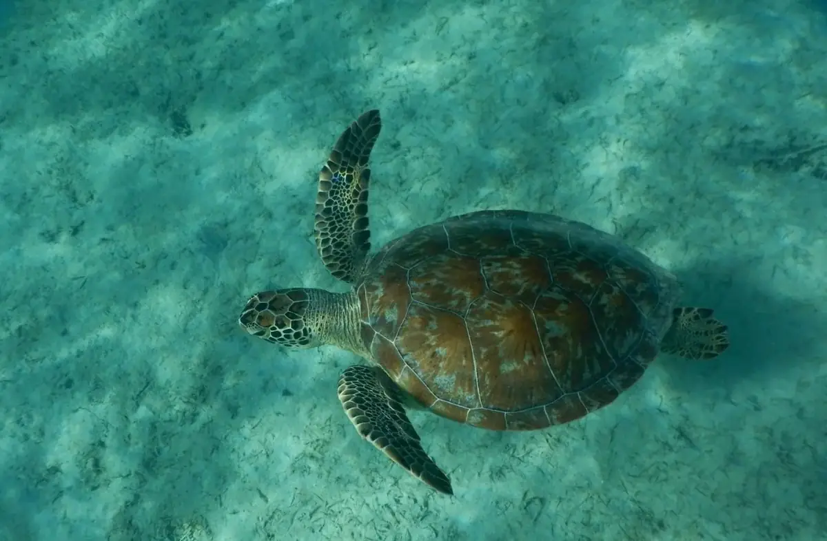 Green sea turtle swimming over the shallow sandy reef just off Playa Tortuga, Culebrita